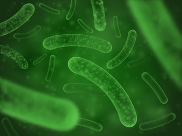 Bacteria_biological