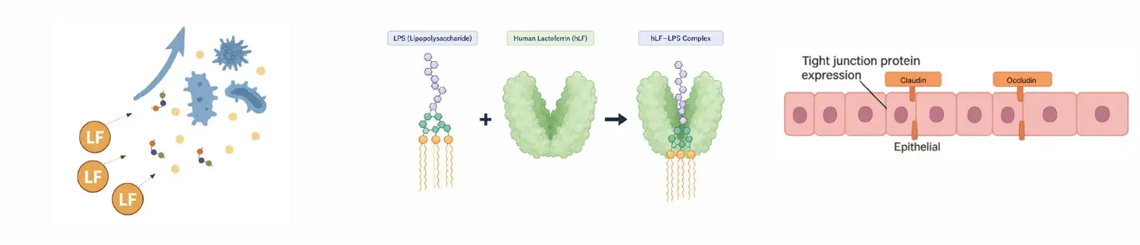 Diagram: lactoferrin binds LPS, supports beneficial bacteria, and supports tight-junction proteins in the gut lining